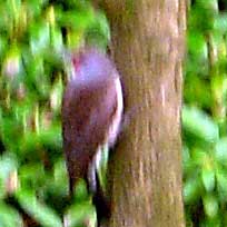 Northern Flicker [photo: Northern Flicker