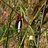 Is this a grosbeak? [photo: a Grosbeak?