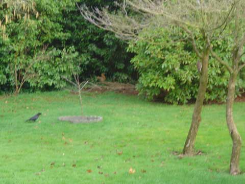 Much ado about nothing? [Photo: a complex tableaux in which the Peanut Battle rages