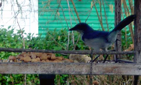 [Photo: The scrub jays love the peanuts]