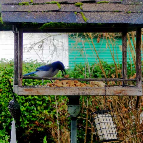 [Photo: Jay getting a peanut]