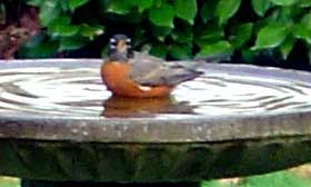 Common robin, taking a bath [photo: common robin
