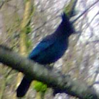 [photo: Steller's Jay]