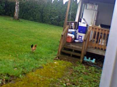 Free-range chicken!