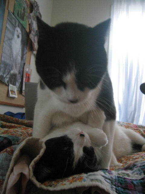 This cat looks evil...