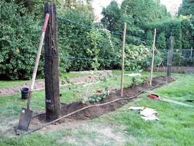 We also tore up the lawn to plant berries and fruit trees