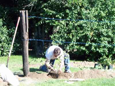 [photo of me, planting a blackberry]