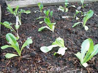 [photo of the lettuce patch]