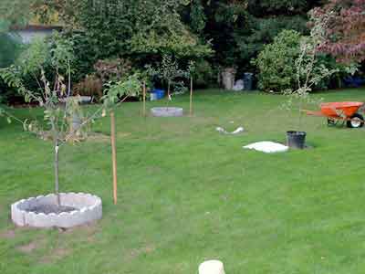 We have a small orchard, too, though it hasn't borne much fruit yet