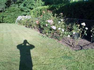 [photo of rose garden]