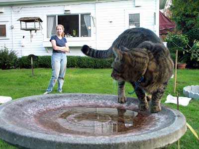 [photo of Simon drinking from the birdbath]