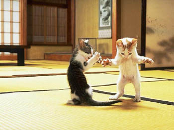 This looks like The Matrix. With kittens.