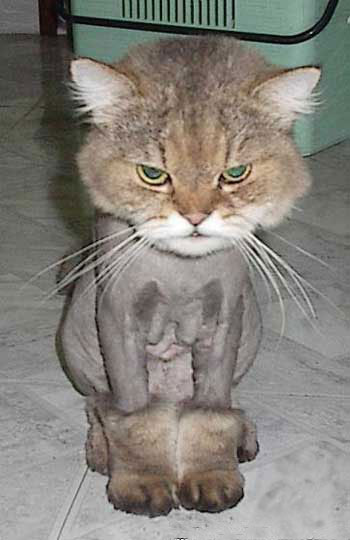 Home from the vet I'm sorry -- you simply must be able to view images to get today's weblog entry