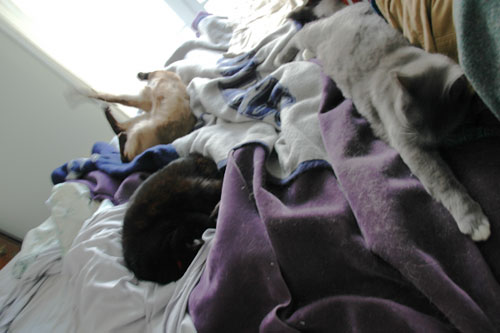 Three cats, together.