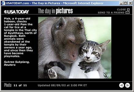 [A baboon checks a cat for fleas]