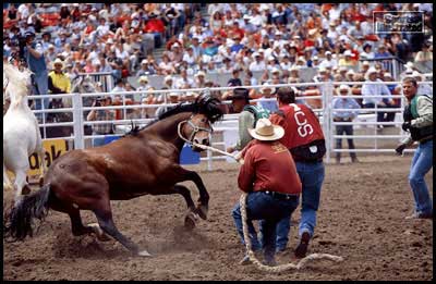 [photo of wild horse race]