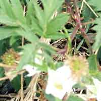 [photo of Evergreen Blackberry]