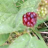 [photo of Himalayan Blackberry]