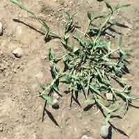 [photo of Crab Grass]
