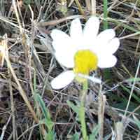 [photo of Oxeye Daisy]