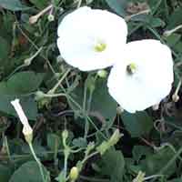 [photo of Hedge Bindweed]