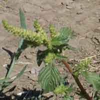 [photo of Pigweed]