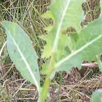 [photo of Prickly Lettuce]