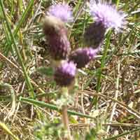 [photo of Bull Thistle]