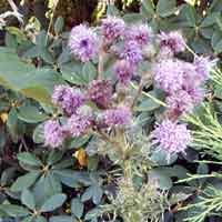 [photo of Canada Thistle]