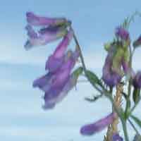 [photo of Hairy Vetch]
