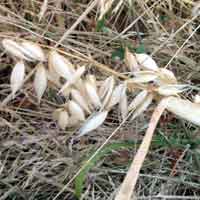 [photo of Wild Oats]