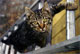 [Simon climbs a ladder]