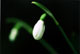 [Little white flowers]