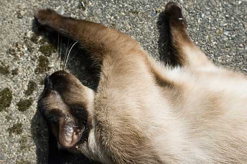Nemo loves the sun...
