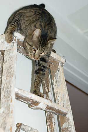 Why is Simon obsessed with ladders?