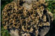 [photo fungus on stump]