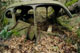 [photo of car in woods]