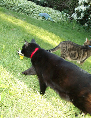 Toto has a goldfinch; Satchel is jealous Toto has a goldfinch; Satchel is jealous