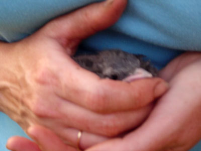 This little guy was passive