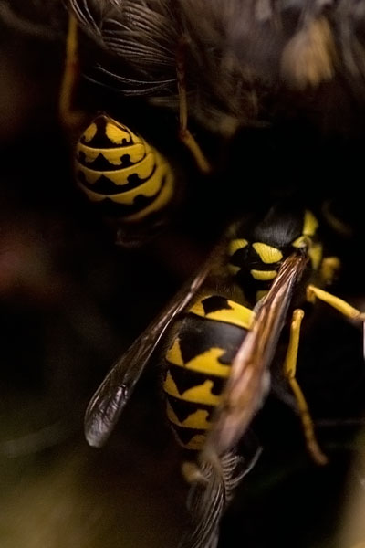 These bastards scare the hell out of me