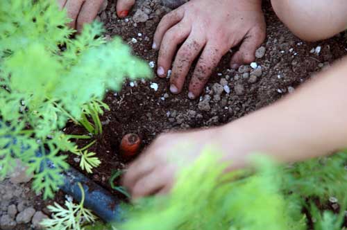 The kids kept pulling the carrottops off, so I showed them how to dig them up.