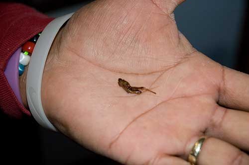 Jose displays a typical specimen, just before he eats it.