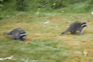 Is this coon in love with our sprinkler?
