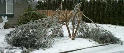 A tree that was destroyed by the ice