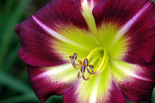 [photo of a gorgeous daylily]