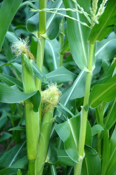 Little ears of corn have begun to develop on the stalks. I can't wait.