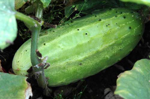 Kris picked her first cucumber last weekend. Craig was anxious to get home from our hiking trip so that he could pick his.