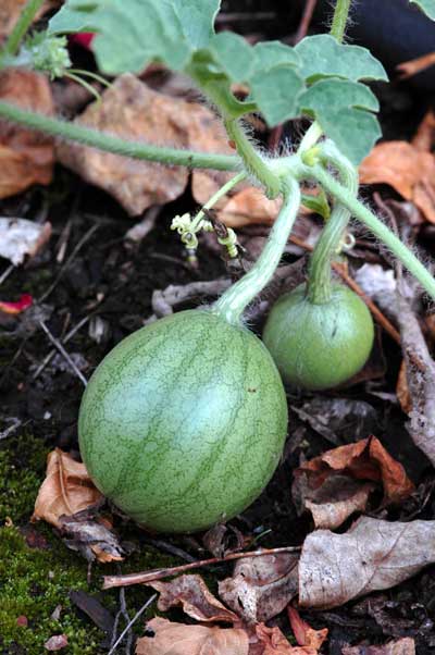 We planted watermelons -- which never do well for us -- in the rose bed. We have several tiny melons. I am ecstatic.