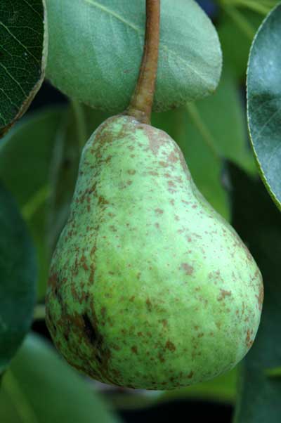 We recently discovered that our pear tree has one tiny pear. Kris is ecstatic.
