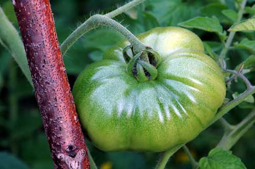 This tomato is a special variety (black something or other?). Kris got the seeds from Craig, and now is growing them on her own.